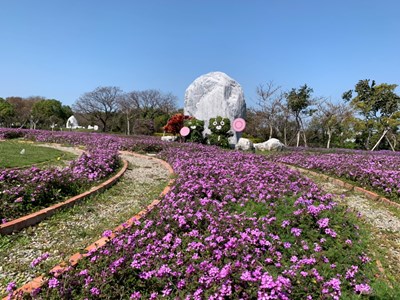 初春最浪漫  后里環保公園波斯菊、馬櫻丹雙色花海綻放中