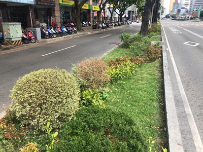 優化分隔島景觀 台灣大道漢口路至太原路段植栽美化