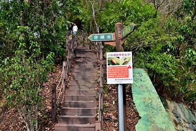 用平腹小蜂對抗荔枝椿象 中市觀光遊憩區生態防治展成效