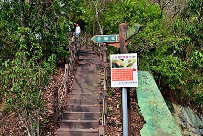 用平腹小蜂對抗荔枝椿象  中市觀光遊憩區生態防治展成效