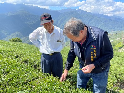 台中市長盧秀燕特別指派農業局長蔡精強昨(6)日起一連二日至梨山地區