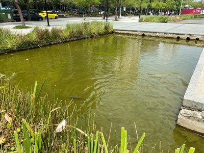 久旱水池優養化 中市建設局送水救魚命