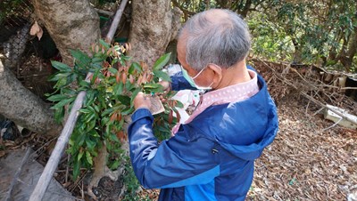 防治荔枝椿象 中市農業局出動500萬隻平腹小蜂