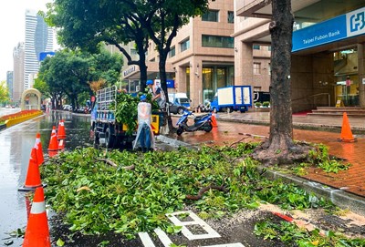 台灣大道二段倒塌路樹清除