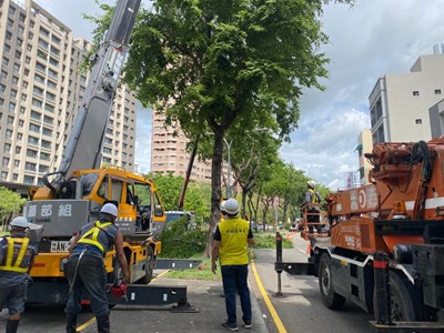 建設局於颱風前進行預防性行道樹修剪
