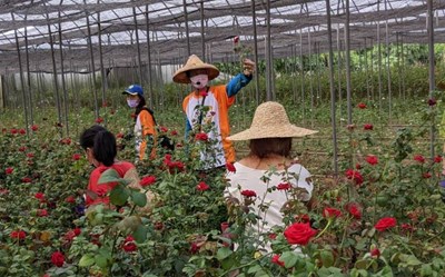 豐原鎌村社區「發現玫瑰 遇見幸福」活動  探索玫瑰花產業