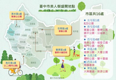 初秋迎美人! 中市多處公園美人樹綻放超吸睛