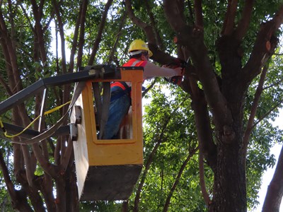 維護修剪樹木作業員安全 中市府加強教育訓練與輔導