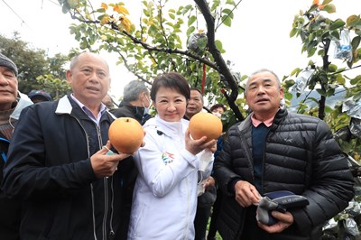梨山甜柿、水梨盛產! 盧市長體驗採果為在地農產行銷
