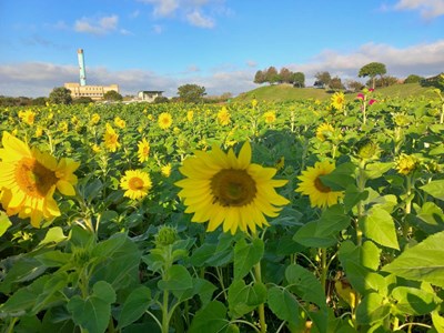 后里環保公園「粉吸金」  大波斯菊與向日葵雙色花海迎聖誕