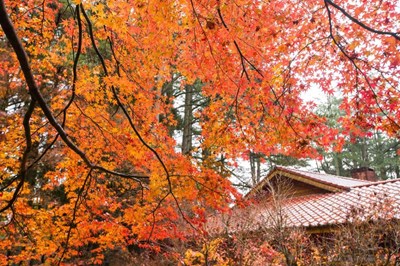 賞楓正當時 來去台中欣賞浪漫楓紅季