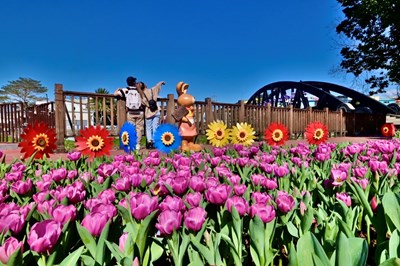 石岡鬱金香展浪漫登場,體驗山城浪漫好風情。