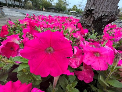 中市各運動公園綠意盎然 擴大清消加強防疫