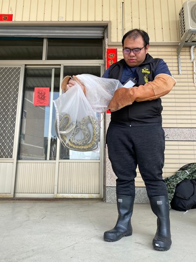 捕蜂捉蛇守護安全 中市農業局委外廠商24小時服務