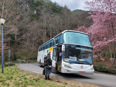 武陵櫻花季落幕 賞櫻專車結合865區市公車獲好評