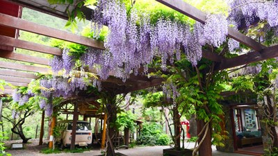紫藤花海浪漫綻放 走訪台中山城美好春光