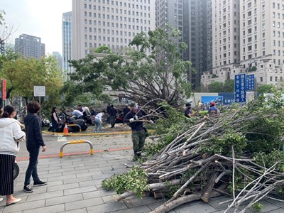 中市府旁路樹倒塌 動員合作迅速排除