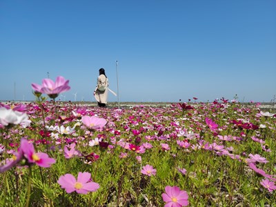 波斯菊花海成為網美打卡新熱點