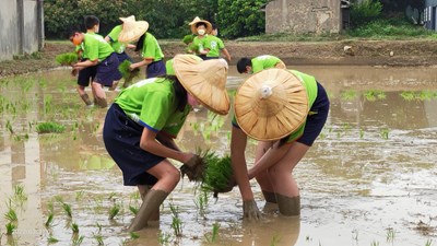 中市有機米供應校園午餐 六寶國小師生親自下田插秧