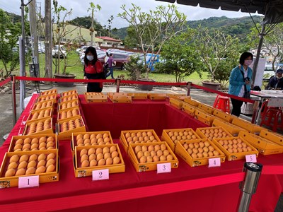 太平枇杷“聖”大健行活動登場 當令水果枇杷現買「最青」助小農