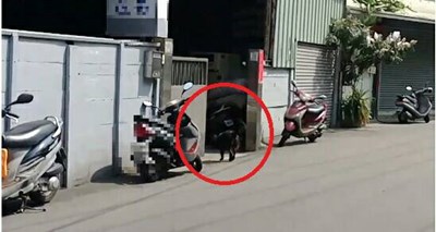 中市環保局狗便取締達人「跟狗到你家」 毛小孩也逃不過鷹眼蒐證