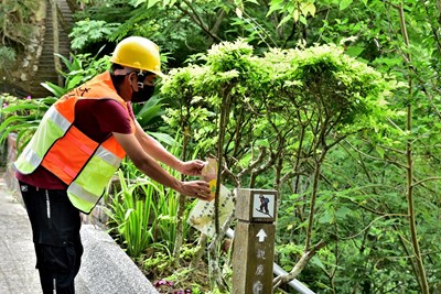 中市觀旅局透過平腹小蜂防治荔枝椿象