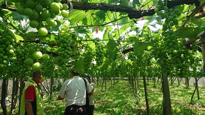 巨峰葡萄農損達災害救助標準 中市府加碼補助萬元津貼