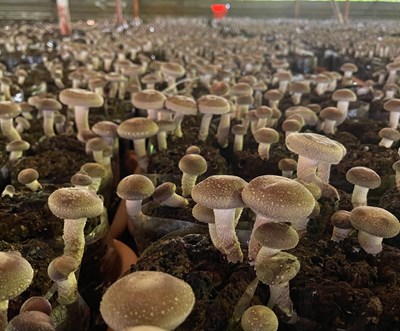 沙鹿區清潔隊媒合業者再利用廢木料 可作為香菇培養料配方