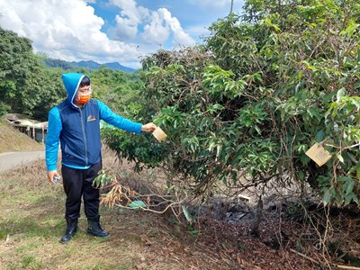平腹小蜂來幫忙! 中市府農業局釋放30萬隻防椿象