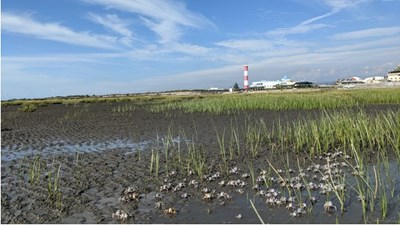 111年高美濕地生態體驗活動 手刀報名額滿為止