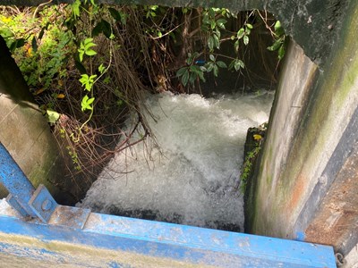通水時大量水源沖出灌溉溝渠魚屍