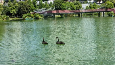 秋紅谷公園喜迎黑天鵝 中市建設局邀民共賞