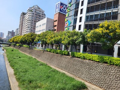 行道樹適地適種  中市建設局：共創台中美好景觀