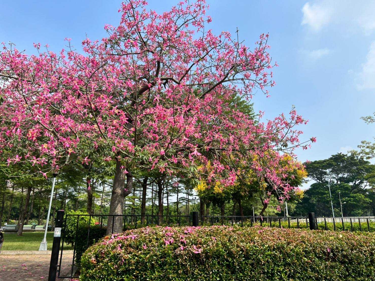 中市賞花秘境大公開！欒樹火紅迎風飄揚、美人樹悄悄綻放