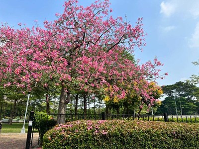 南區健康公園 美人樹盛開