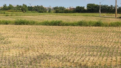 中市農業局補助農民稻草剪段翻耕