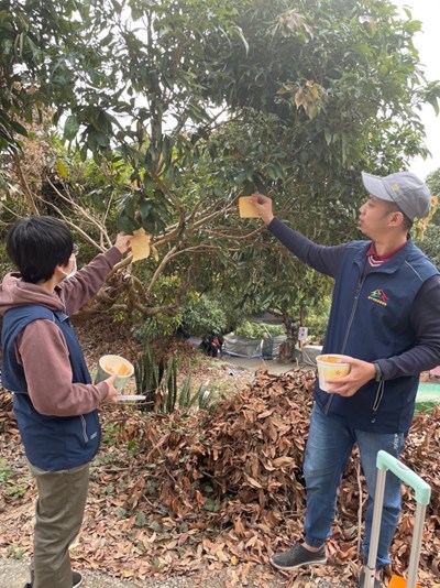 荔枝椿象止步!中市釋放40萬隻平腹小蜂防治