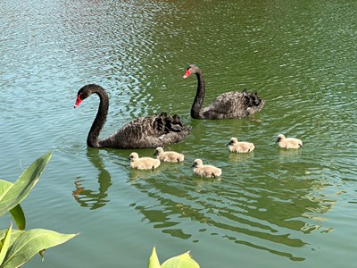 把握228連假 中市府邀民秋紅谷看萌鵝寶