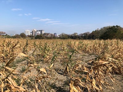 因乾旱及寒流造成造成植株生產不良
