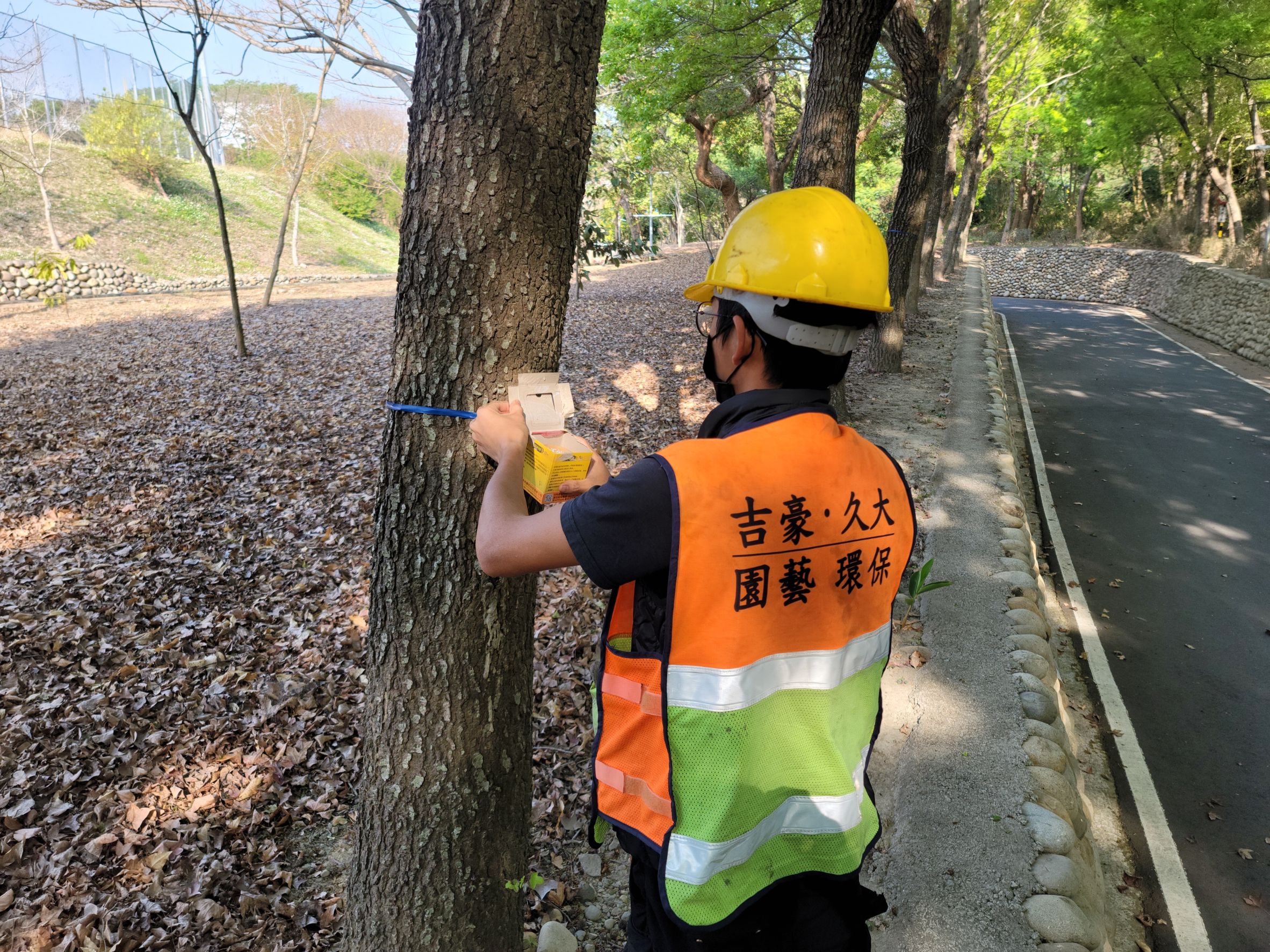 中市觀旅局施放4萬隻平腹小蜂防治荔枝椿象  提供安全舒適旅遊環境