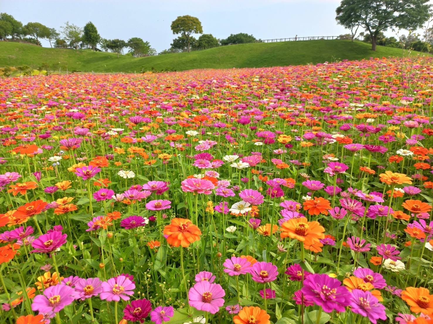 台中賞花必訪！ 后里環保公園波斯菊、向日葵花海盛開中