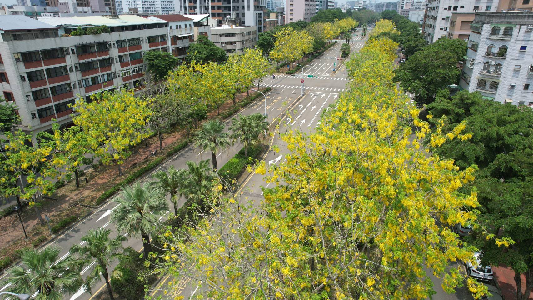 迎接「金黃色嘉年華」  中市阿勃勒花串滿樹綻放