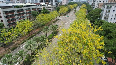 興大路阿勃勒綻放，夏季最浪漫吸晴的拍照點