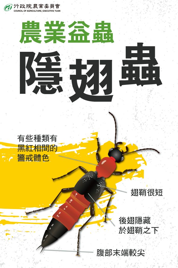夏天隱翅蟲出沒免驚! 中市農業局籲做好防避措施