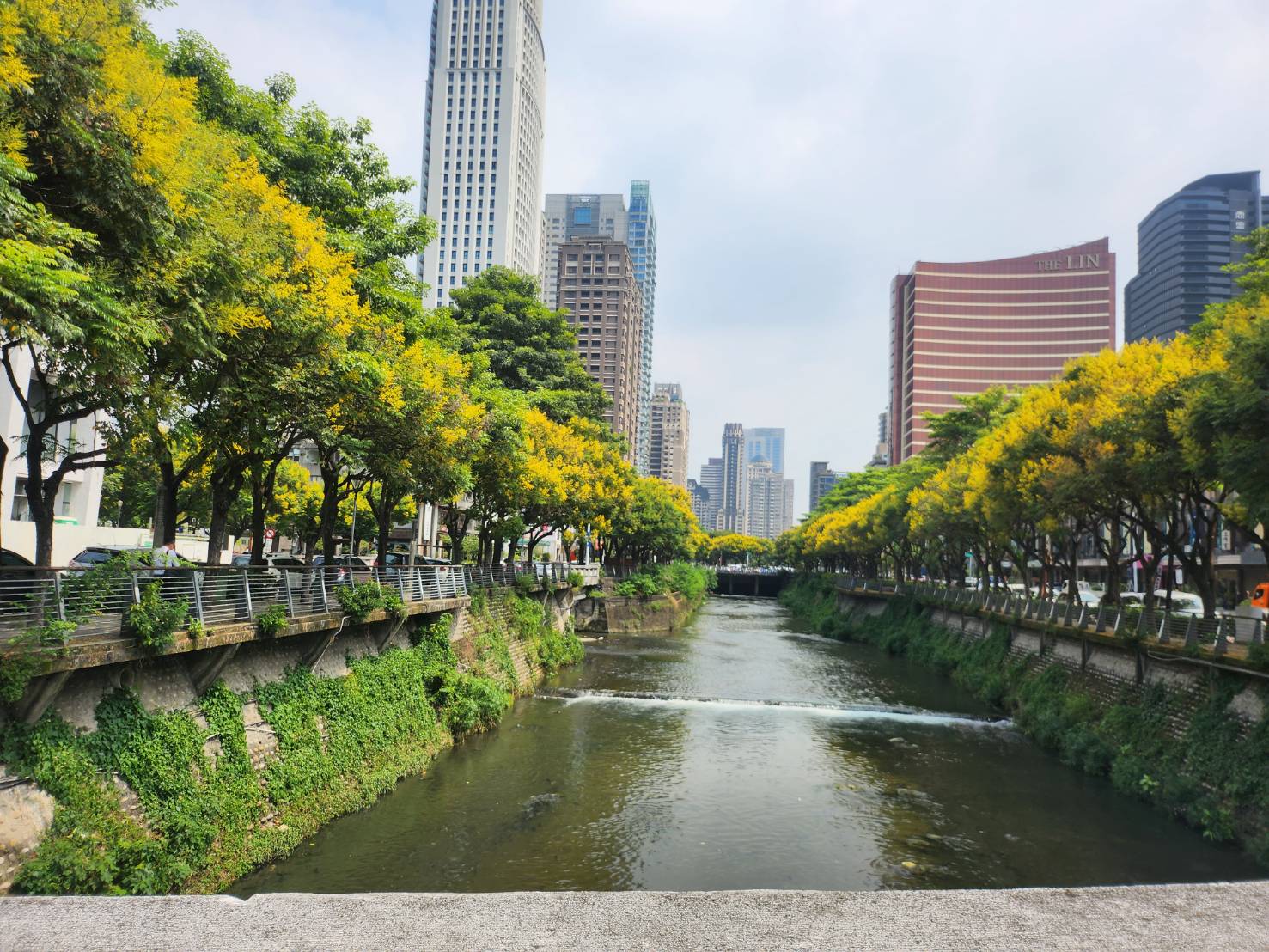 台灣欒樹金黃色花海超吸睛！ 中市建設局推薦多處賞樹景點